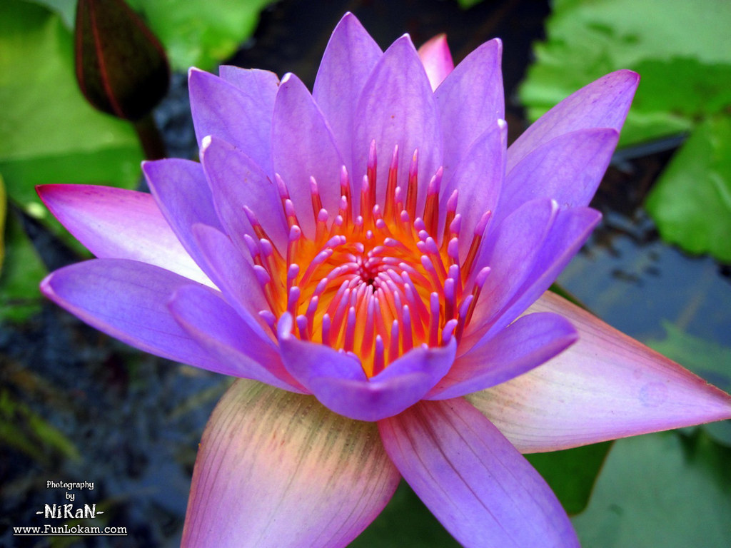 Nymphaea caerulea reference
