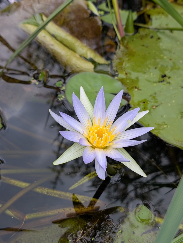 Day Waterlily reference