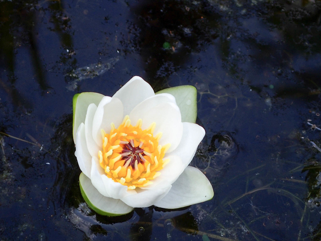 Pygmy Water-lily reference