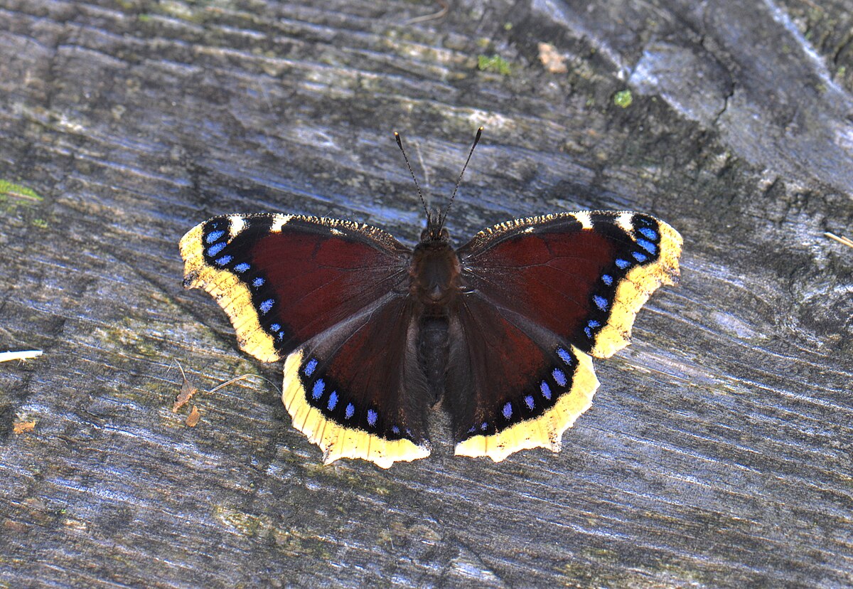 Mourning Cloak reference