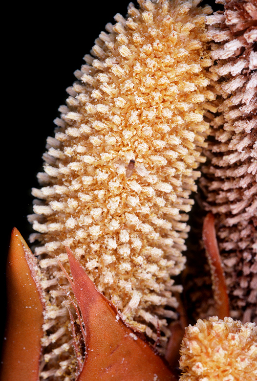 Mangrove Palm reference