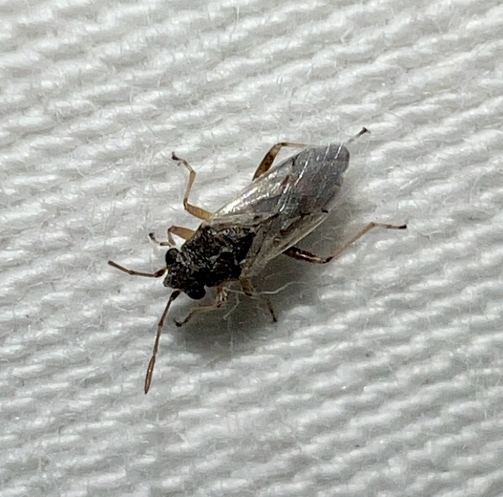 False Chinch Bug reference