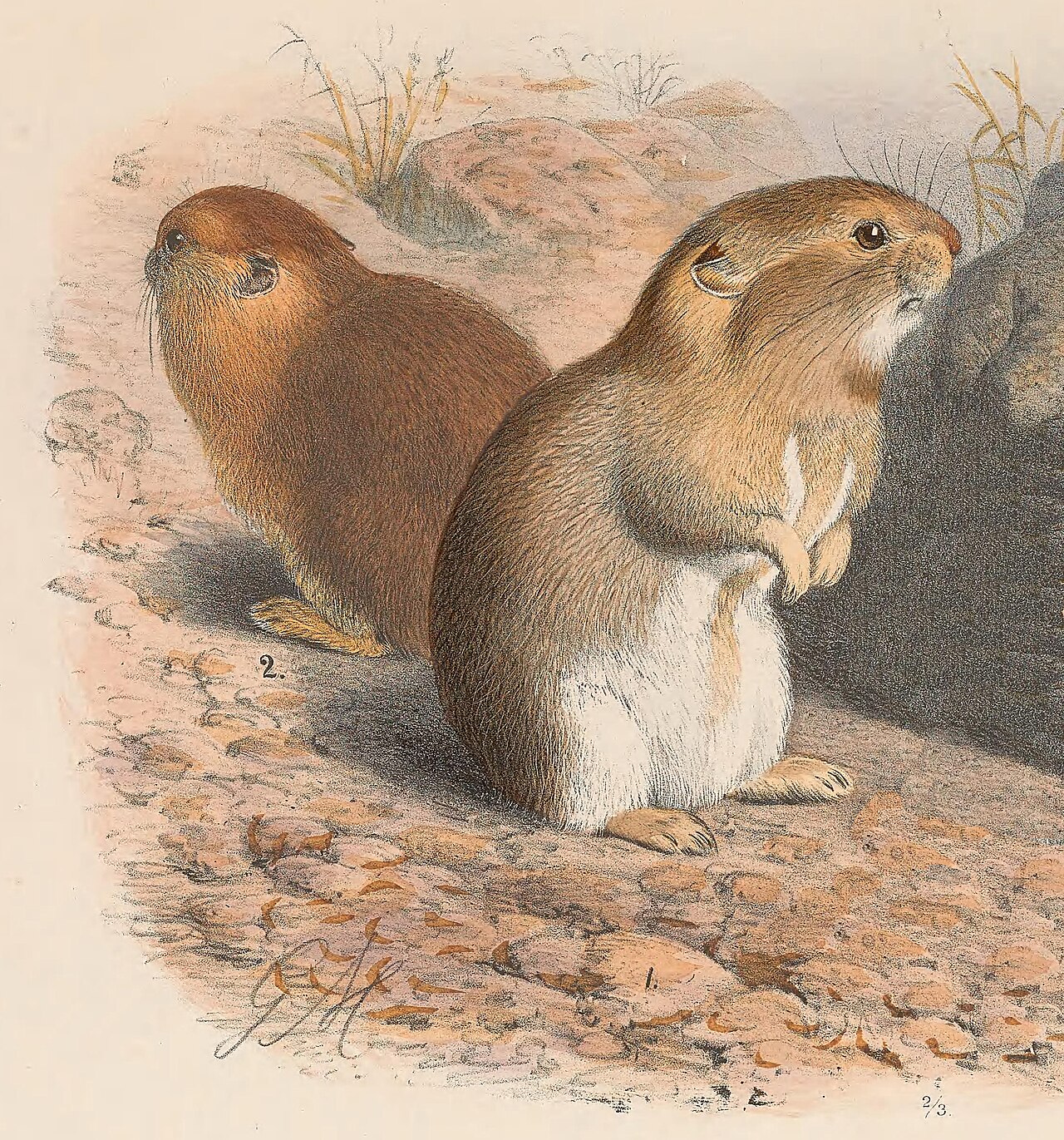 Gansu Pika reference