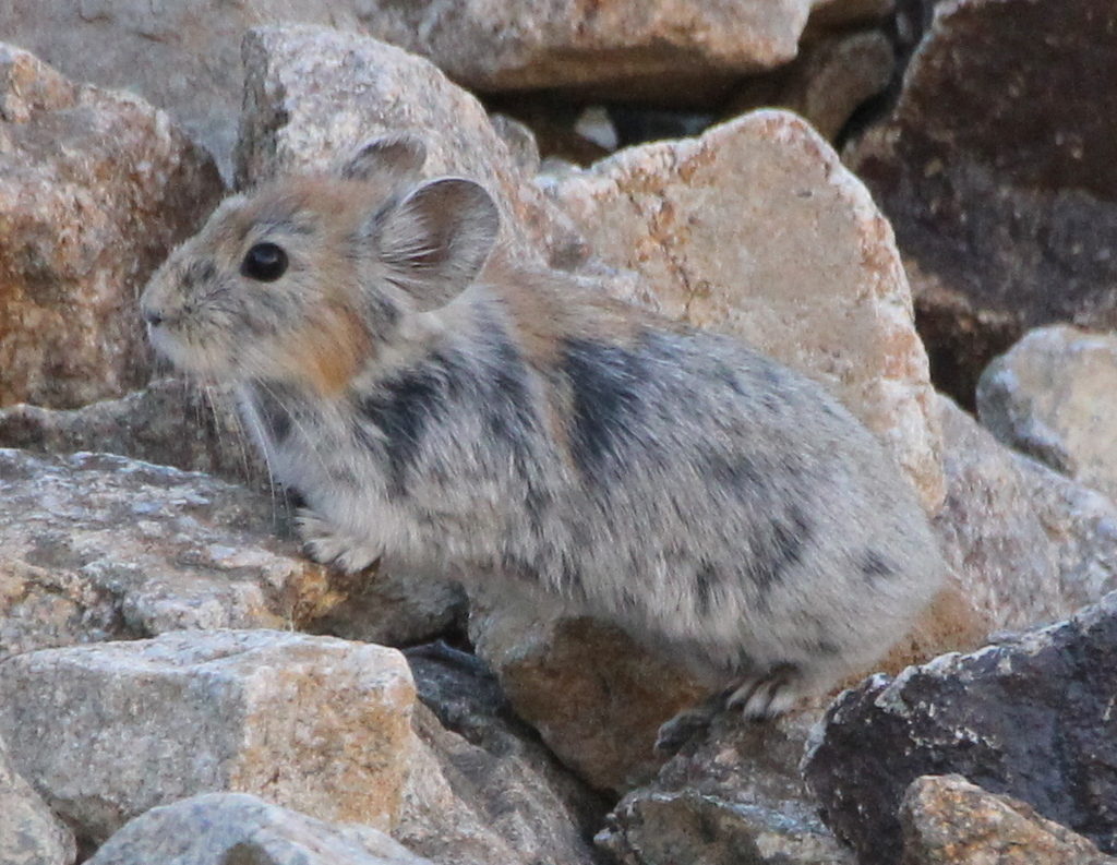 Large-eared Pika reference