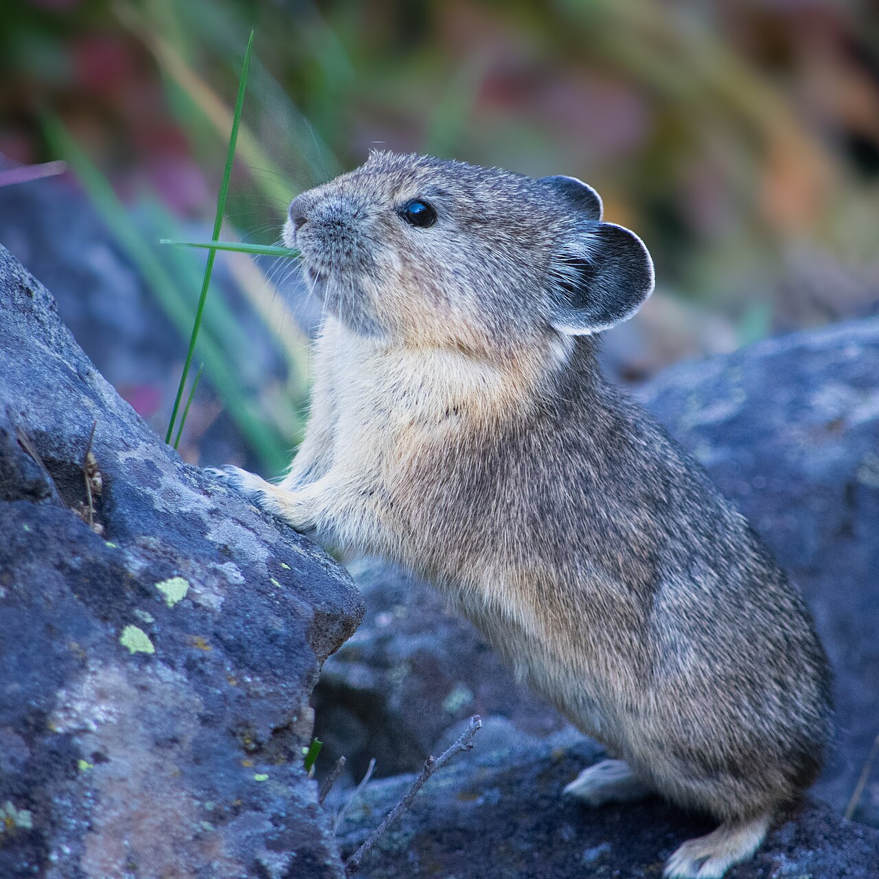 American Pika reference