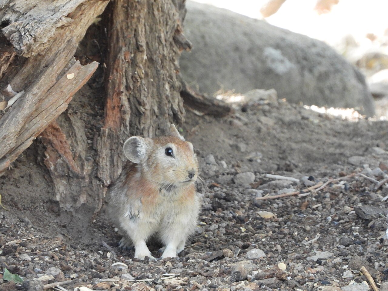 Afghan Pika