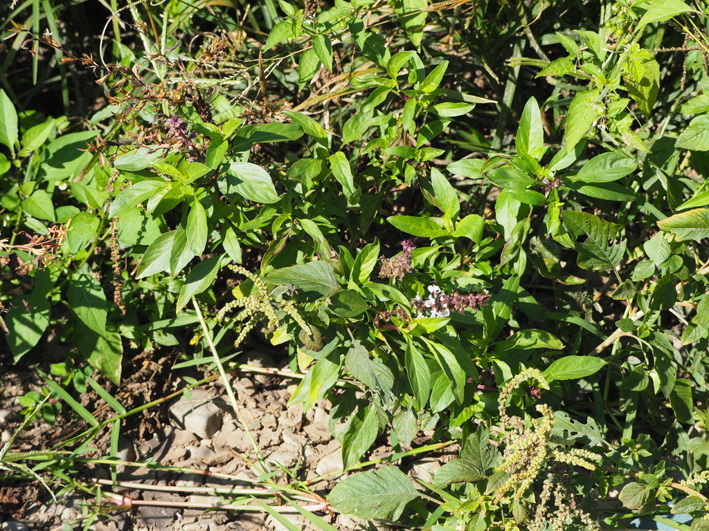 Sweet basil reference