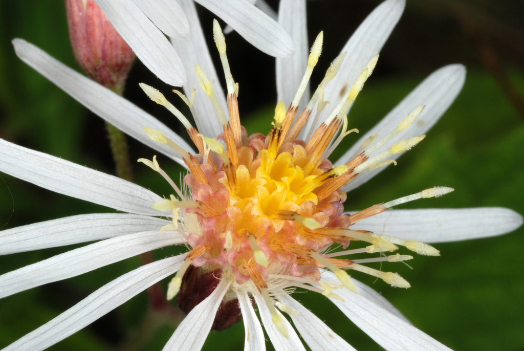 whorled wood aster reference