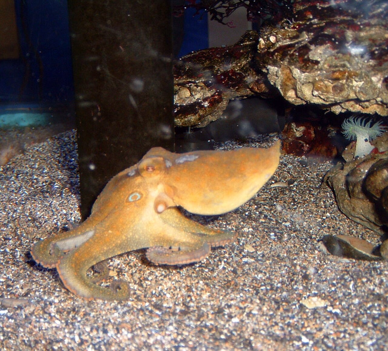 California Two-spot Octopus reference