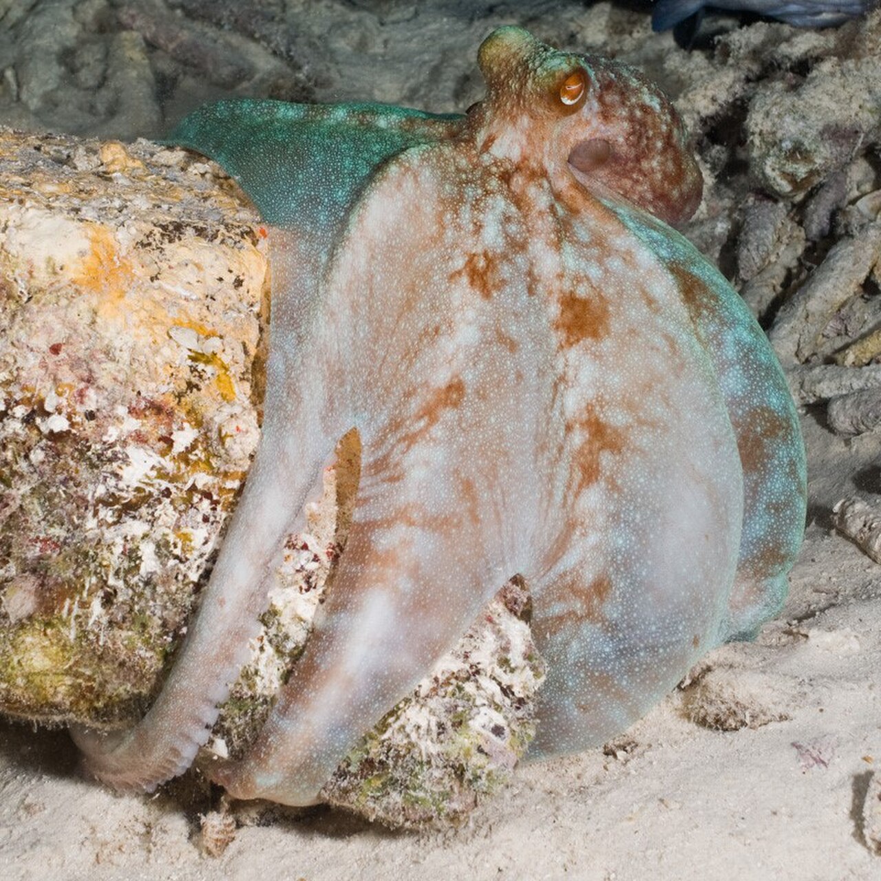 Caribbean Reef Octopus reference