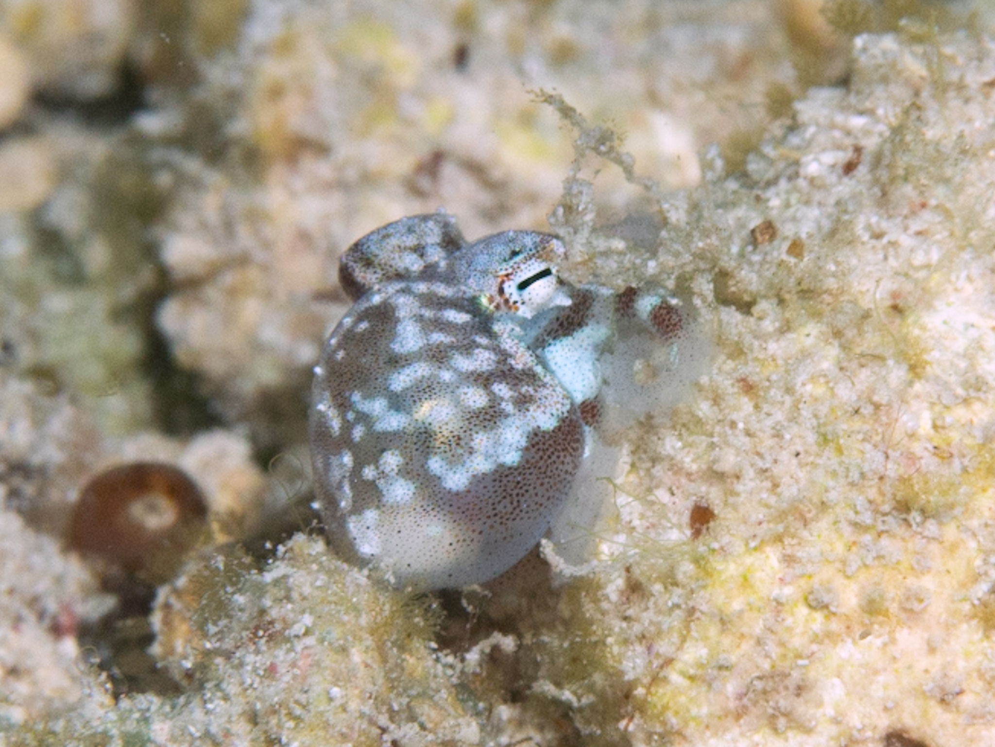 Atlantic Pygmy Octopus reference