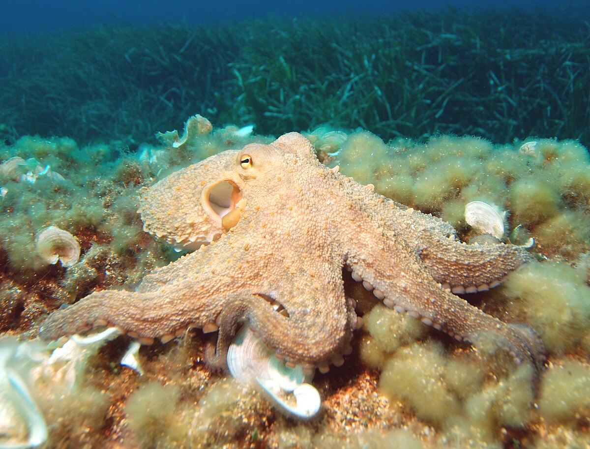 Common Octopus reference