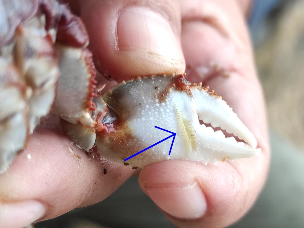 Horned Ghost Crab reference