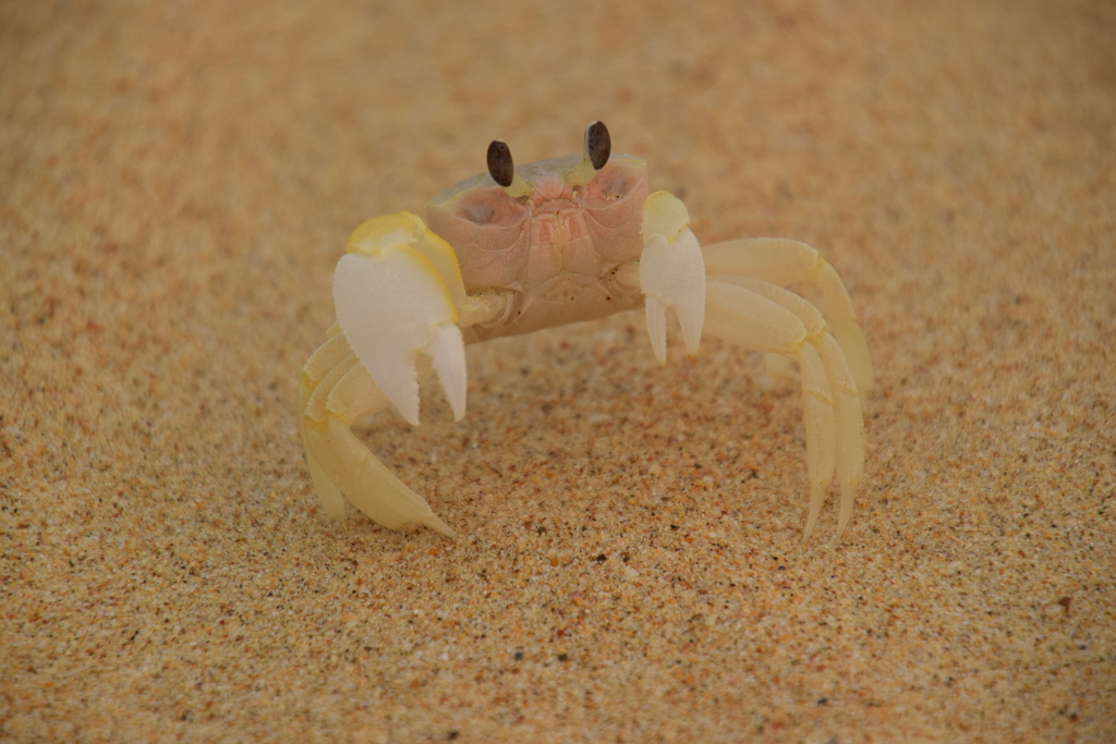 Smooth-handed Ghost Crab reference