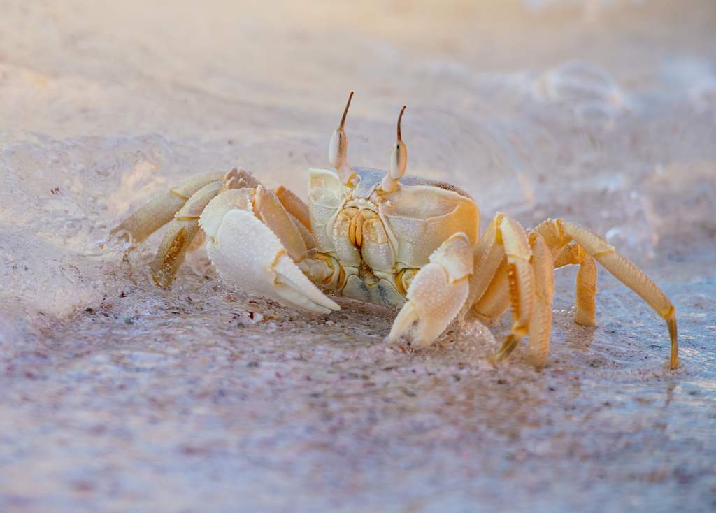 Red Sea Ghost Crab reference
