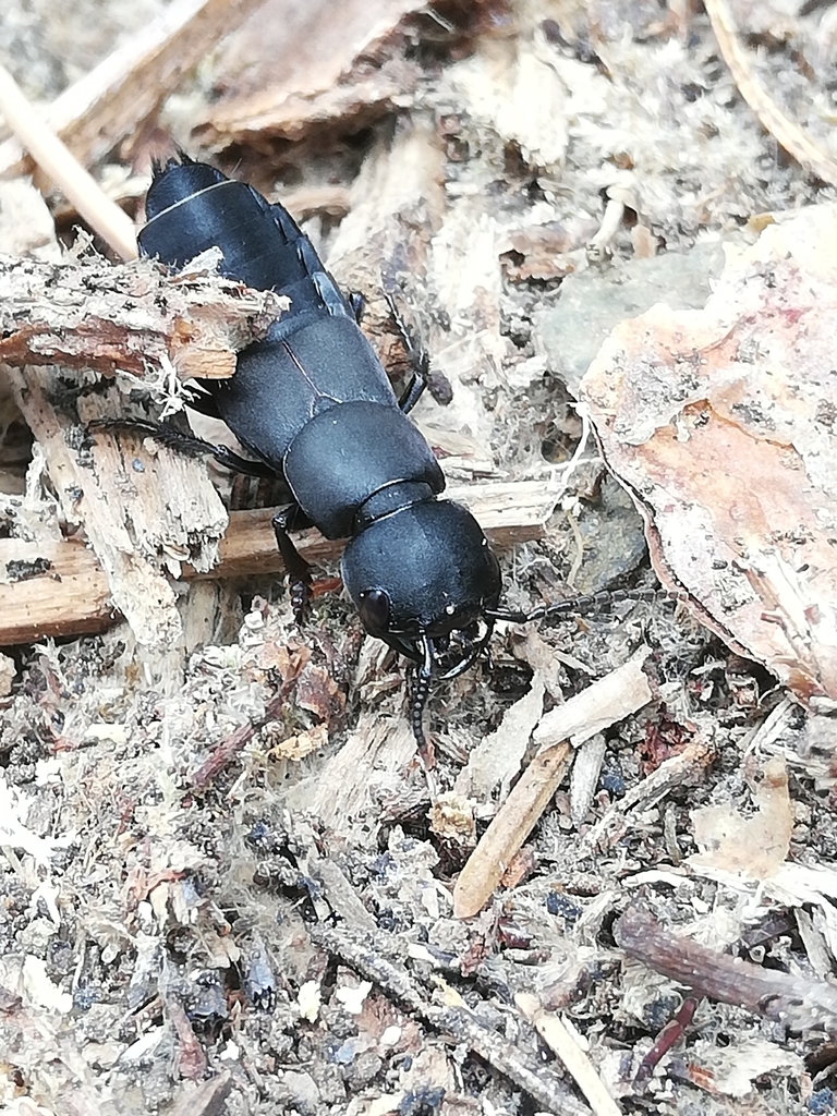 Devil's Coach Horse Beetle reference