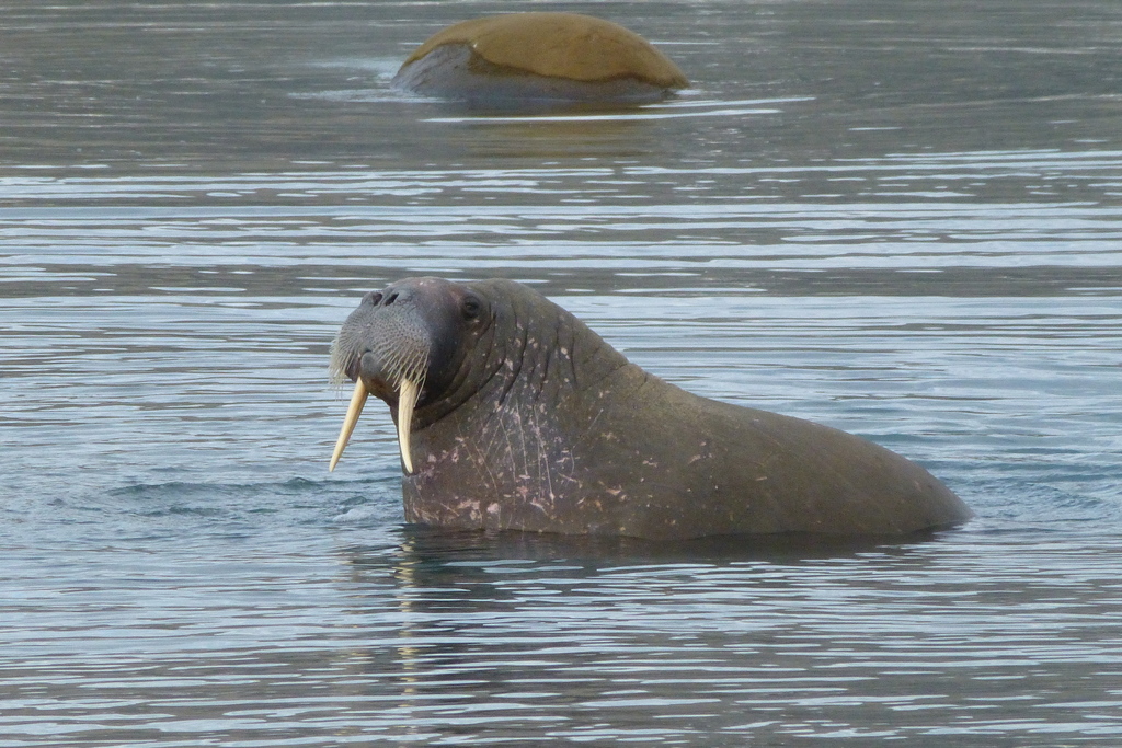 Walrus reference