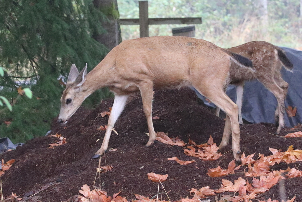 Odocoileus hemionus columbianus reference