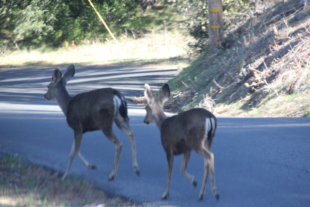 Odocoileus hemionus fuliginatus reference