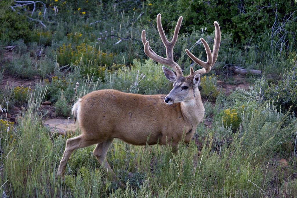 Mule Deer reference