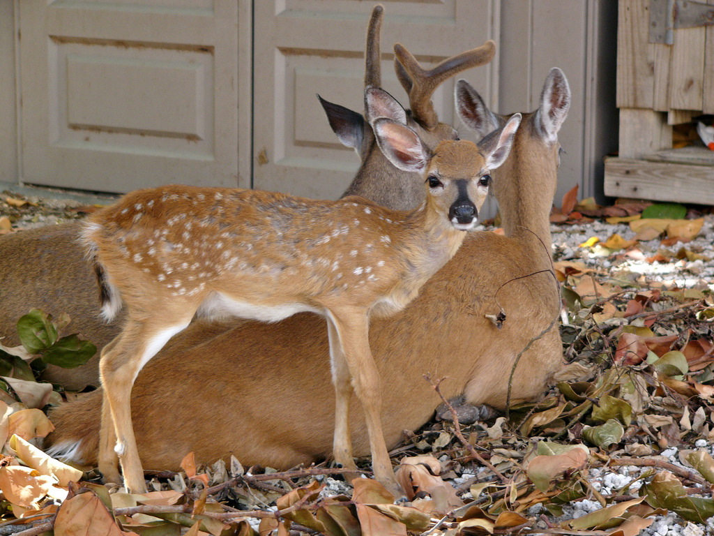Odocoileus virginianus clavium reference