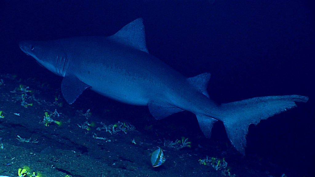 Smalltooth Sand Tiger reference