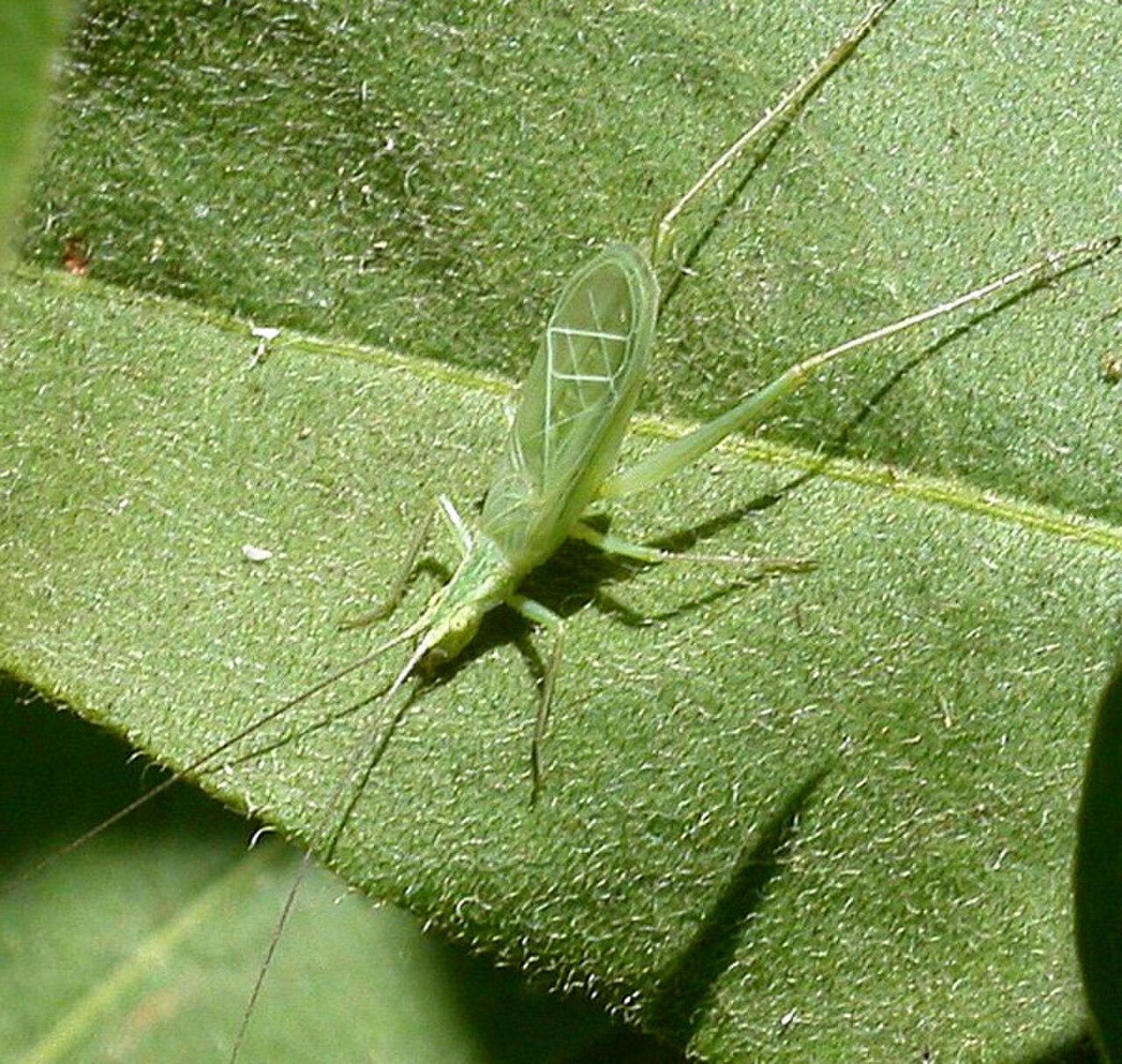 Snowy Tree Cricket reference