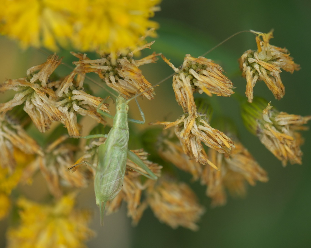 Four-spotted Tree Cricket reference