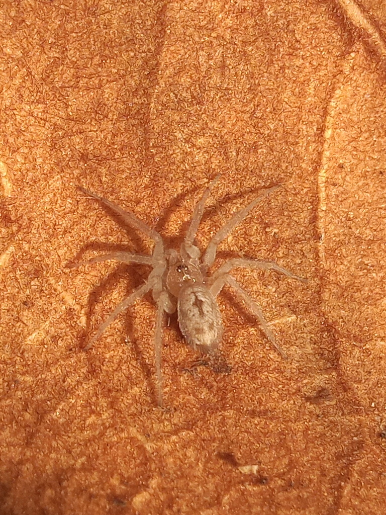 Oecobius cellariorum reference