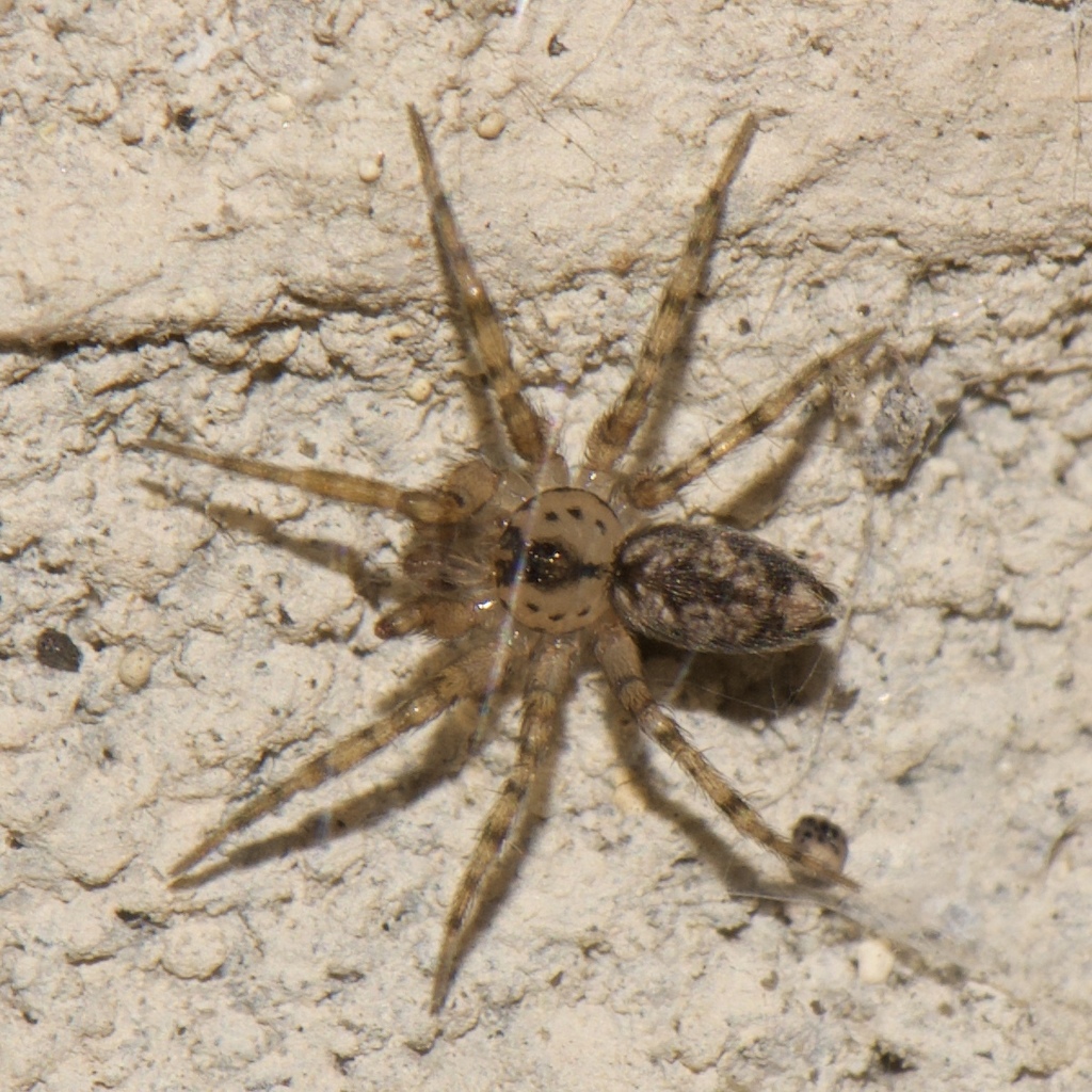 Wall Spider reference