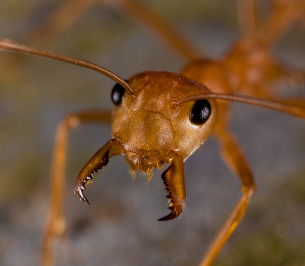 Weaver Ant reference