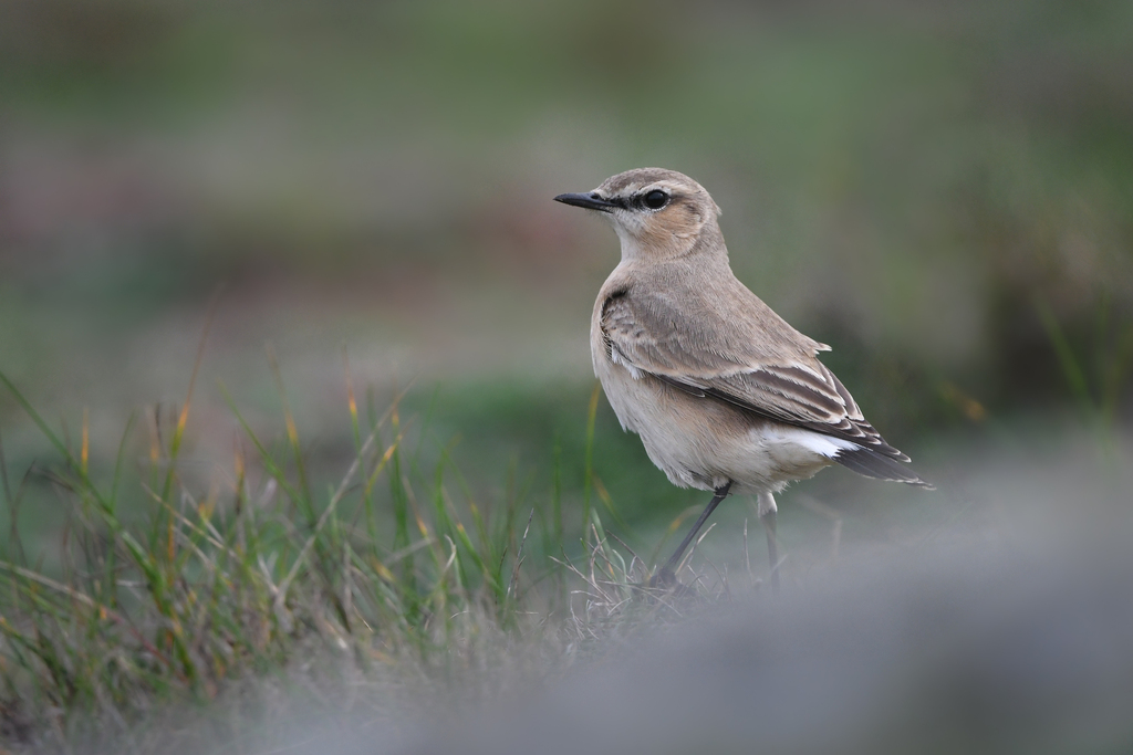 Isabelline Wheatear reference