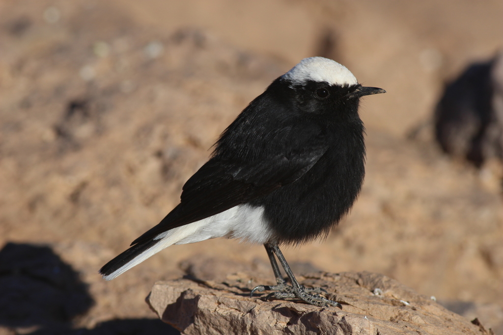 White-crowned Wheatear reference