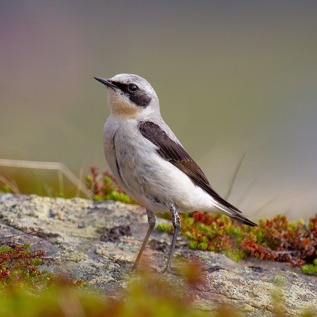 Northern Wheatear reference