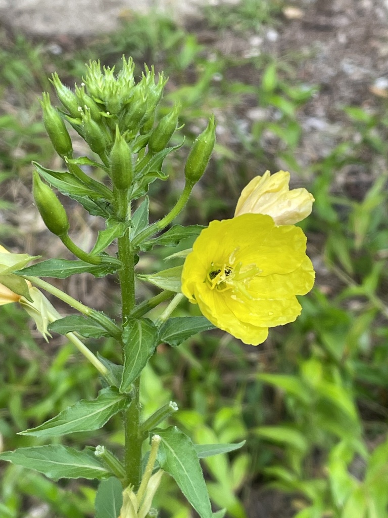 common evening-primrose reference