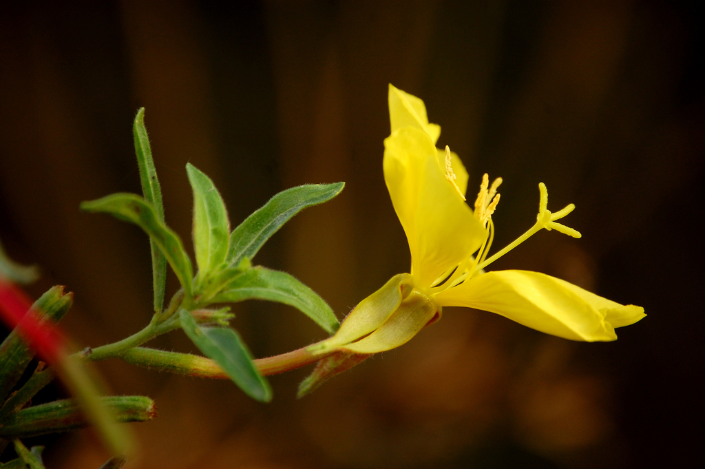 tall evening primrose reference
