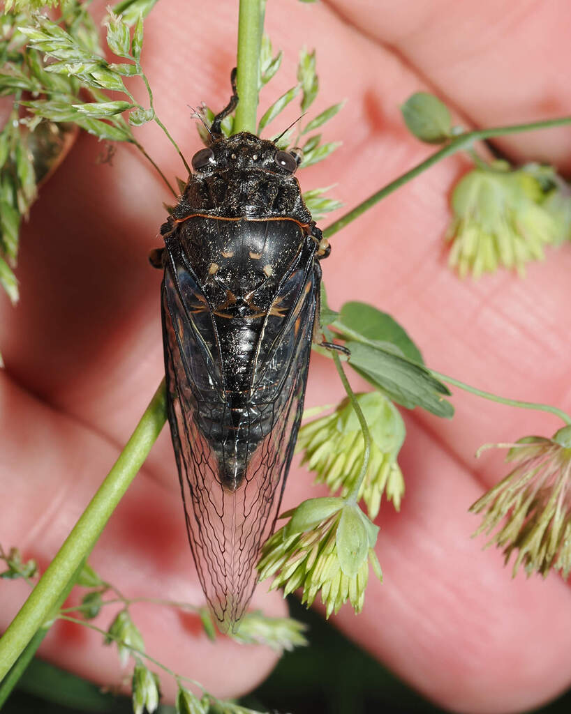 Mountain Cicada reference