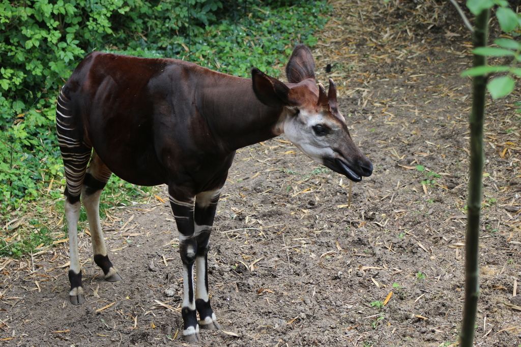 Okapi reference