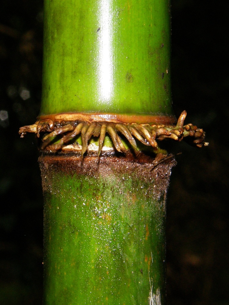 Oldeania alpina reference
