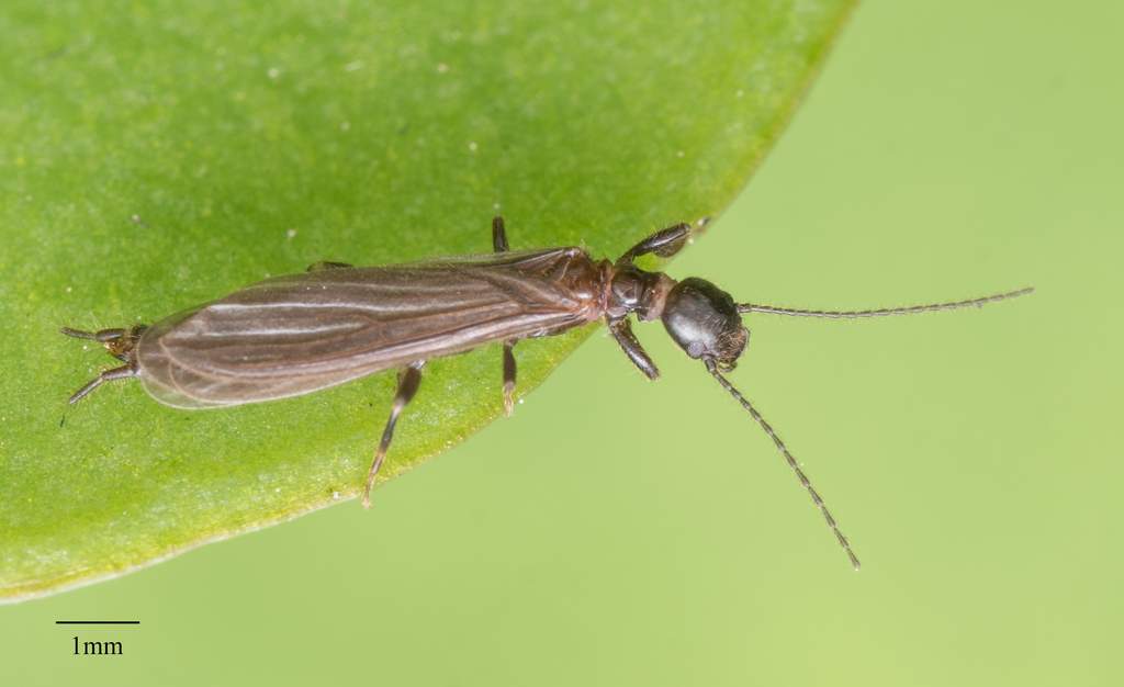 Black Webspinner reference