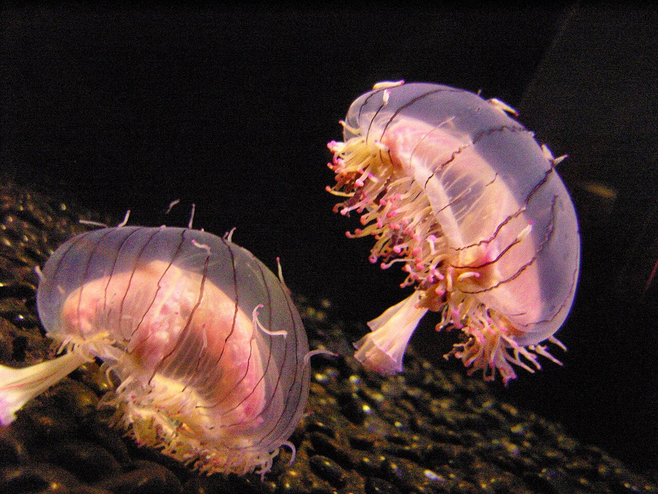 Flower Hat Jelly reference