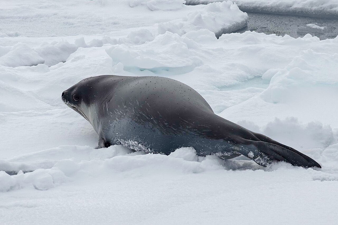 Ross Seal reference
