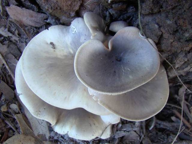 ghost fungus reference