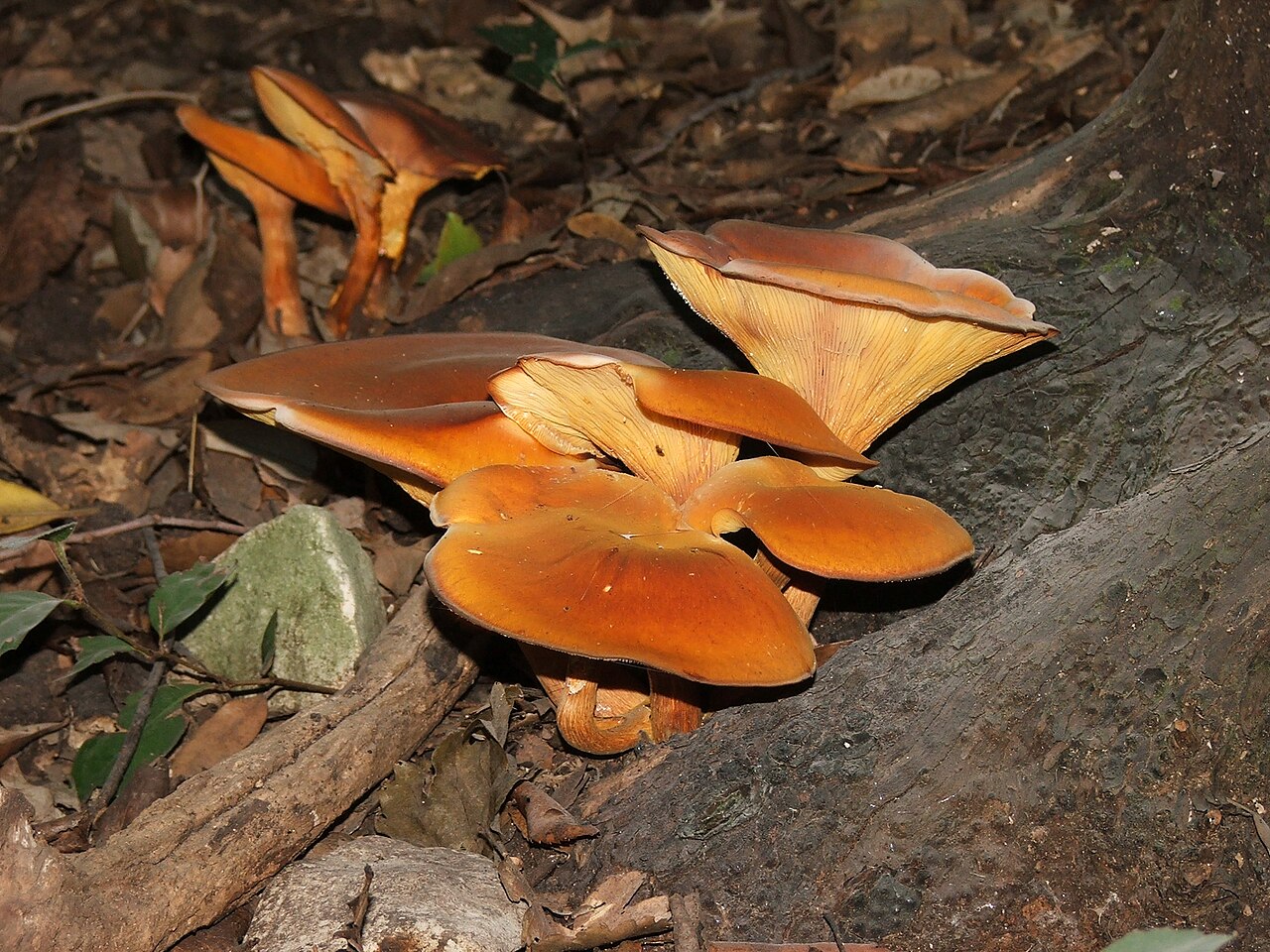 Jack-o'-Lantern Mushroom reference