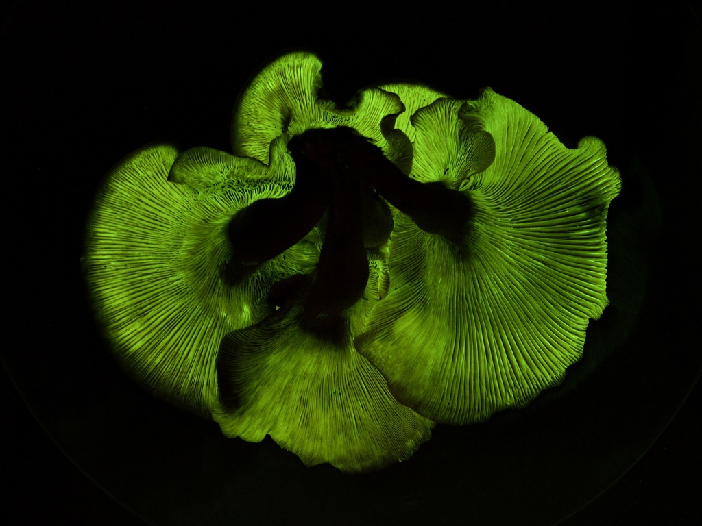 Southern Jack-O'-Lantern Mushroom reference