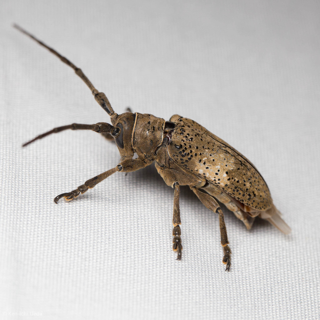 Coastal Huisache Girdler reference
