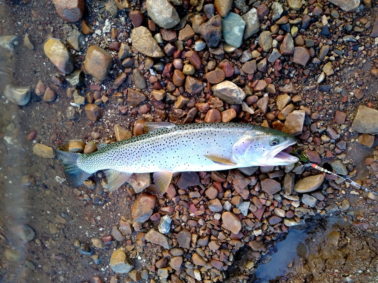 Bonneville Cutthroat Trout reference
