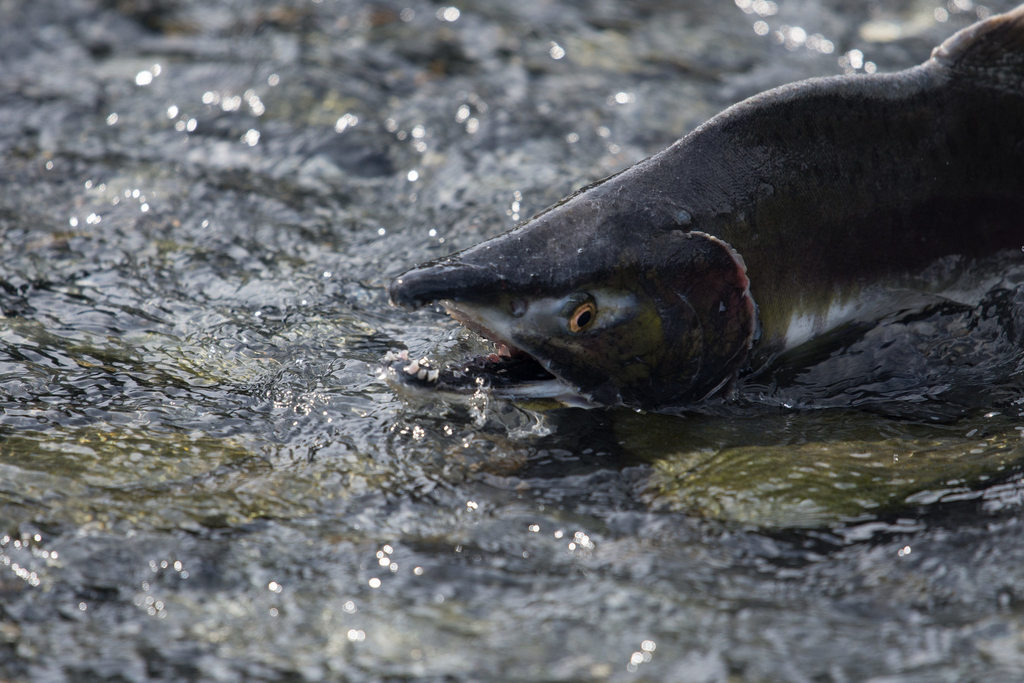 Pink Salmon reference