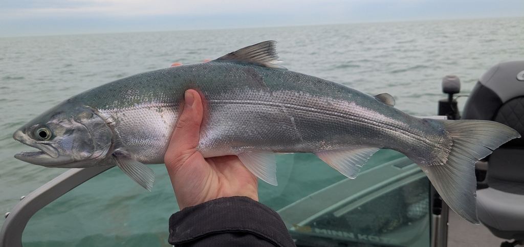 Coho Salmon reference