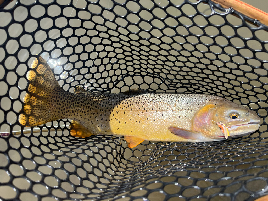 Rio Grande Cutthroat Trout reference